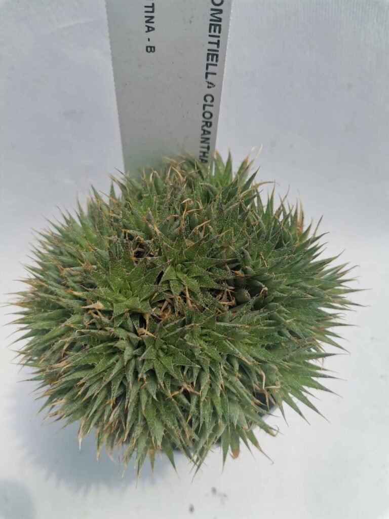 Abromeitiella Chlorantha