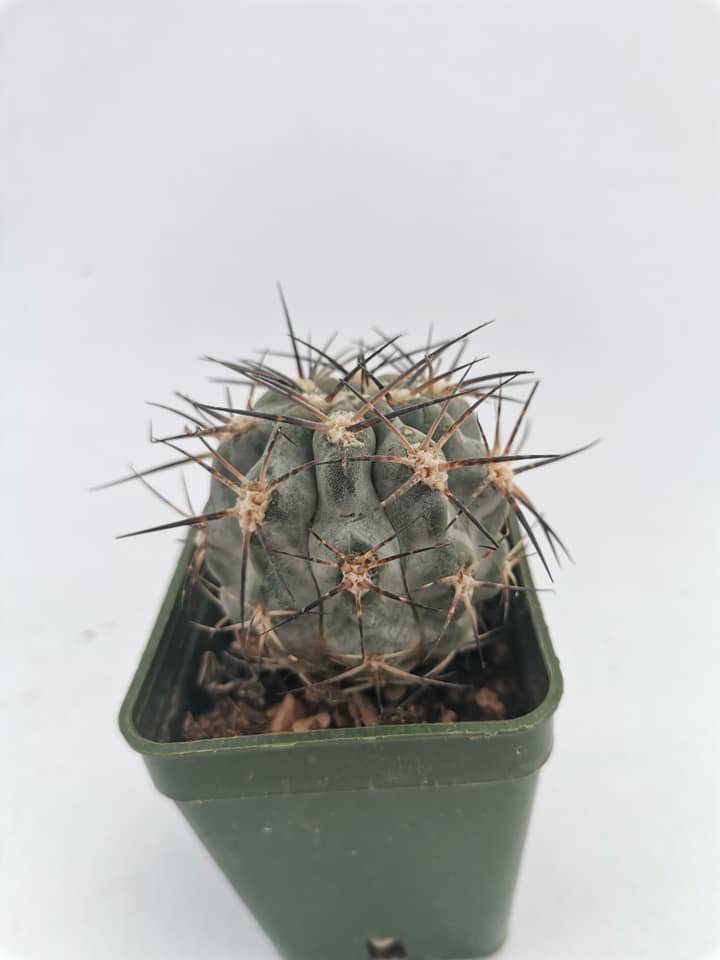 Acanthocalycium Glaucum