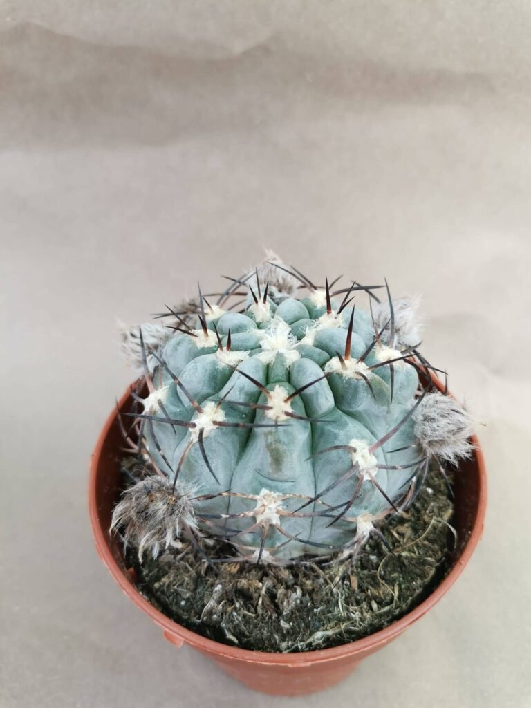 Acanthocalycium Glaucum