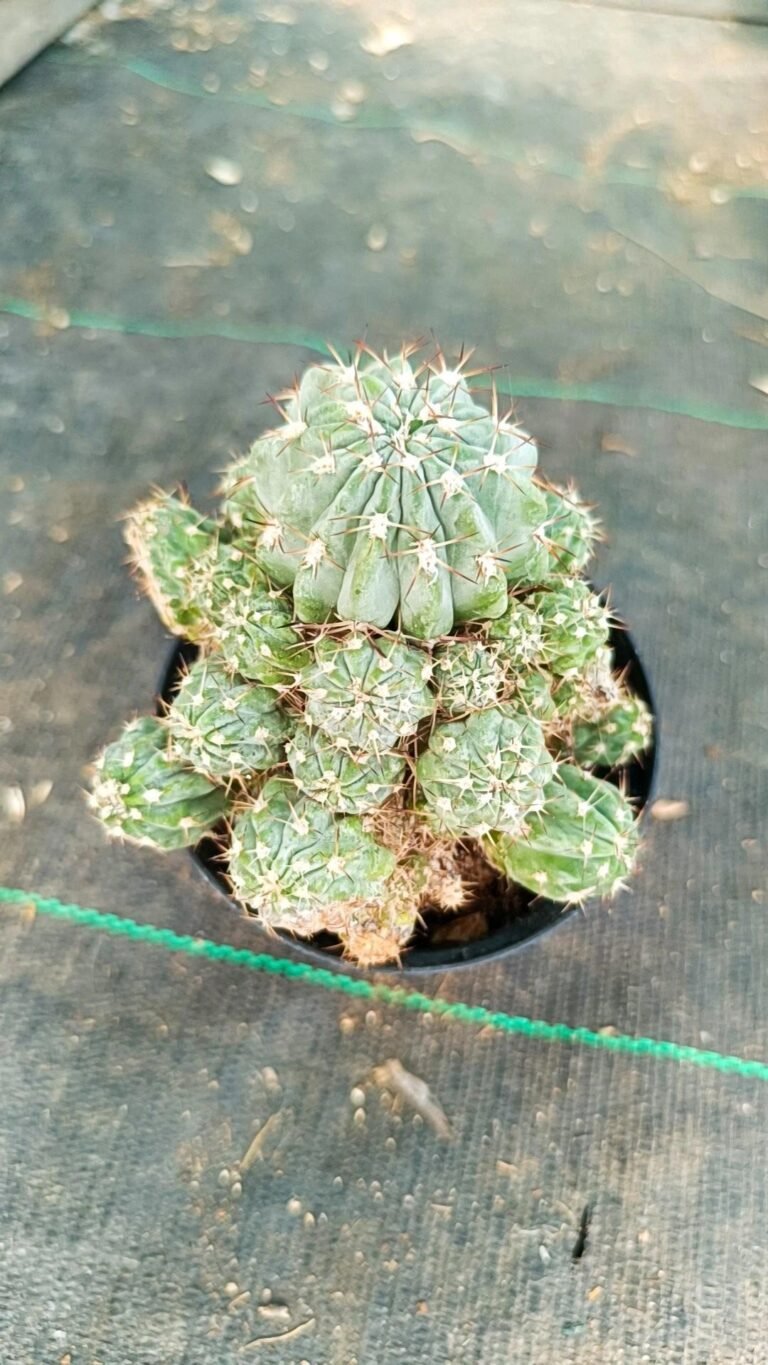 Acanthocalycium Glaucum