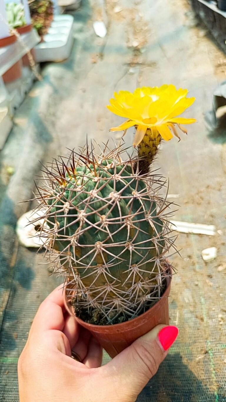 Acanthocalycium Thionanthum