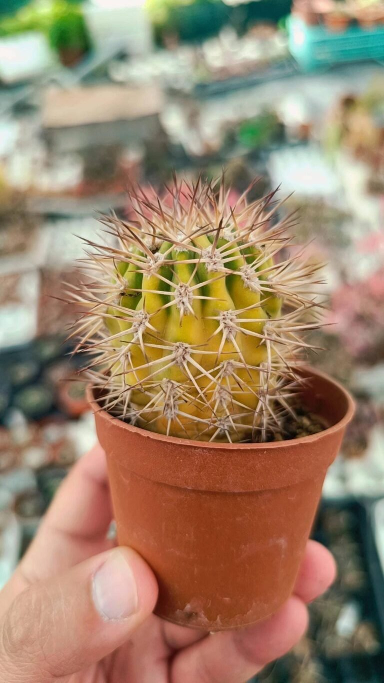 Siracactus-Cactus-Acanthocalycium-thionantum-Variegata-1.jpg