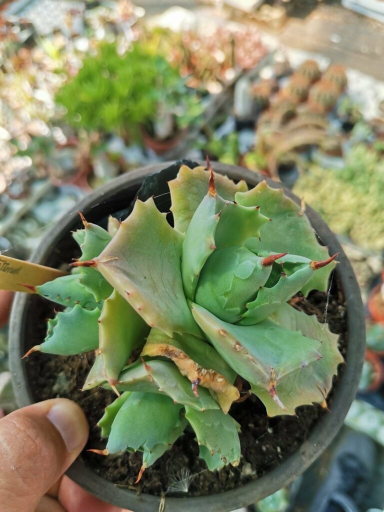 Agave Potatorum Isthmensis cv Shoji-Raijin