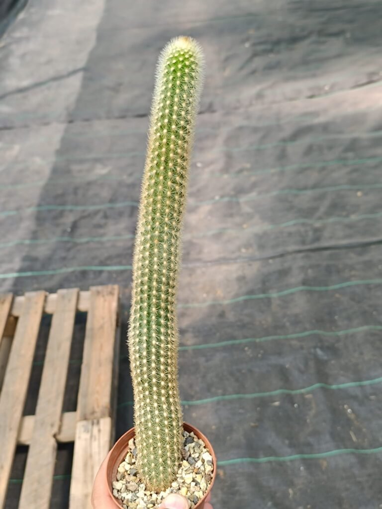 Akersia Roseiflora