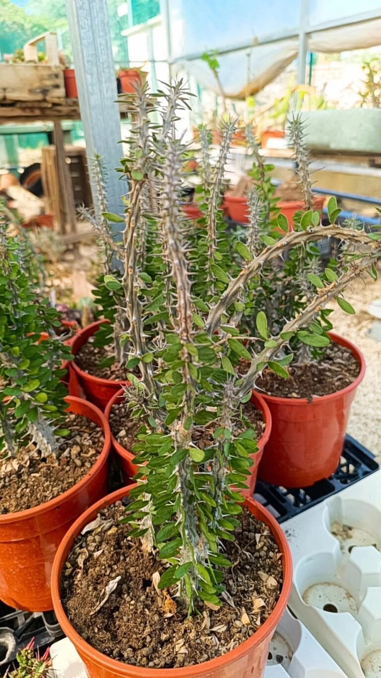 Alluaudia Procera