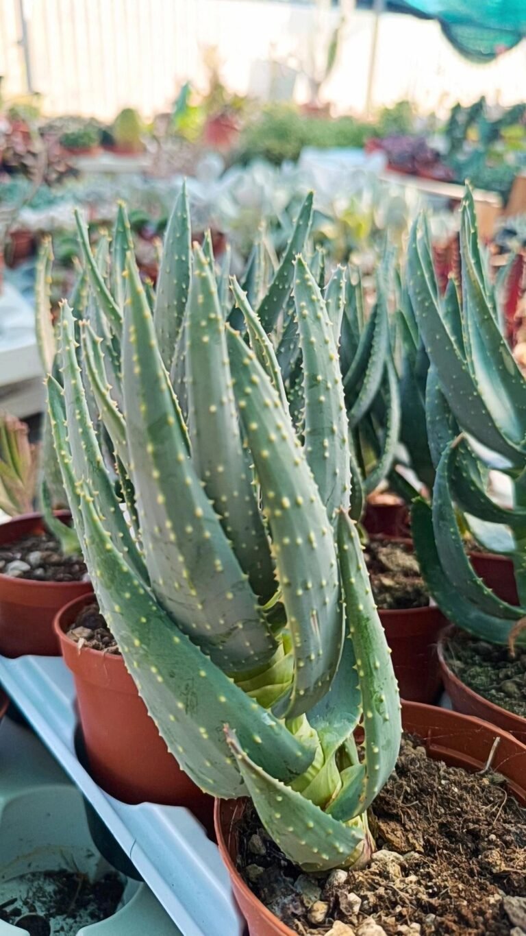Aloe Dichotoma
