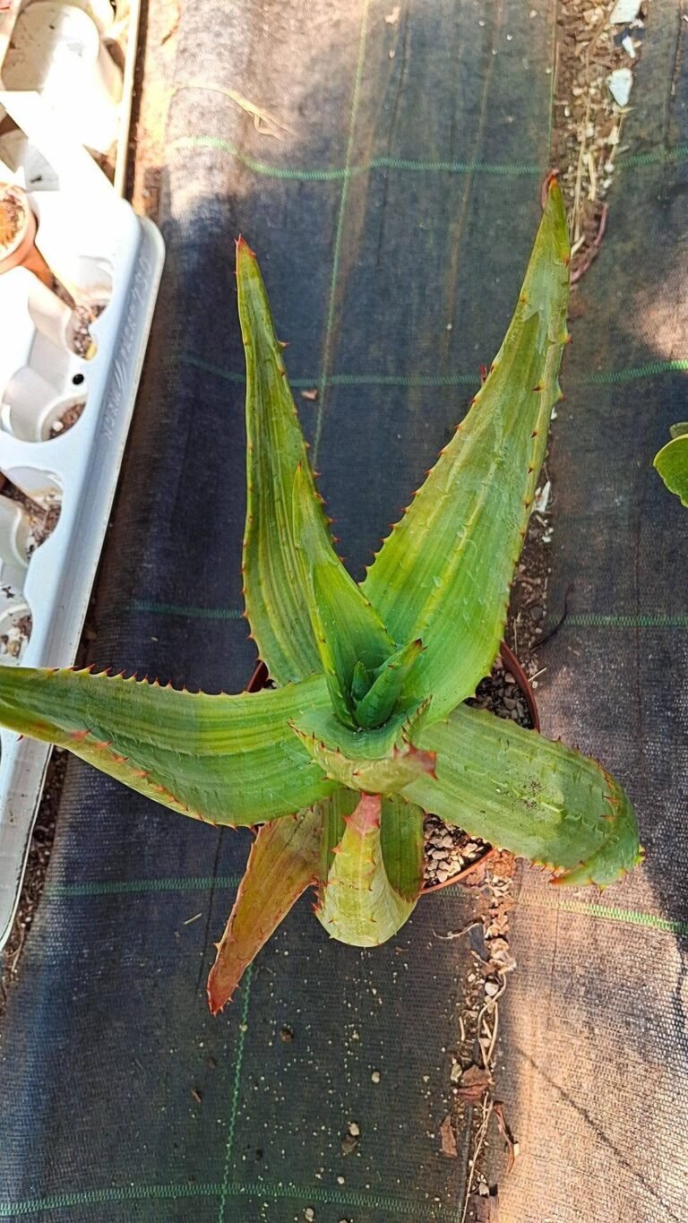 aloe ferox variegate