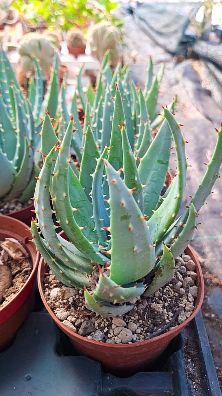 Aloe Peglerae