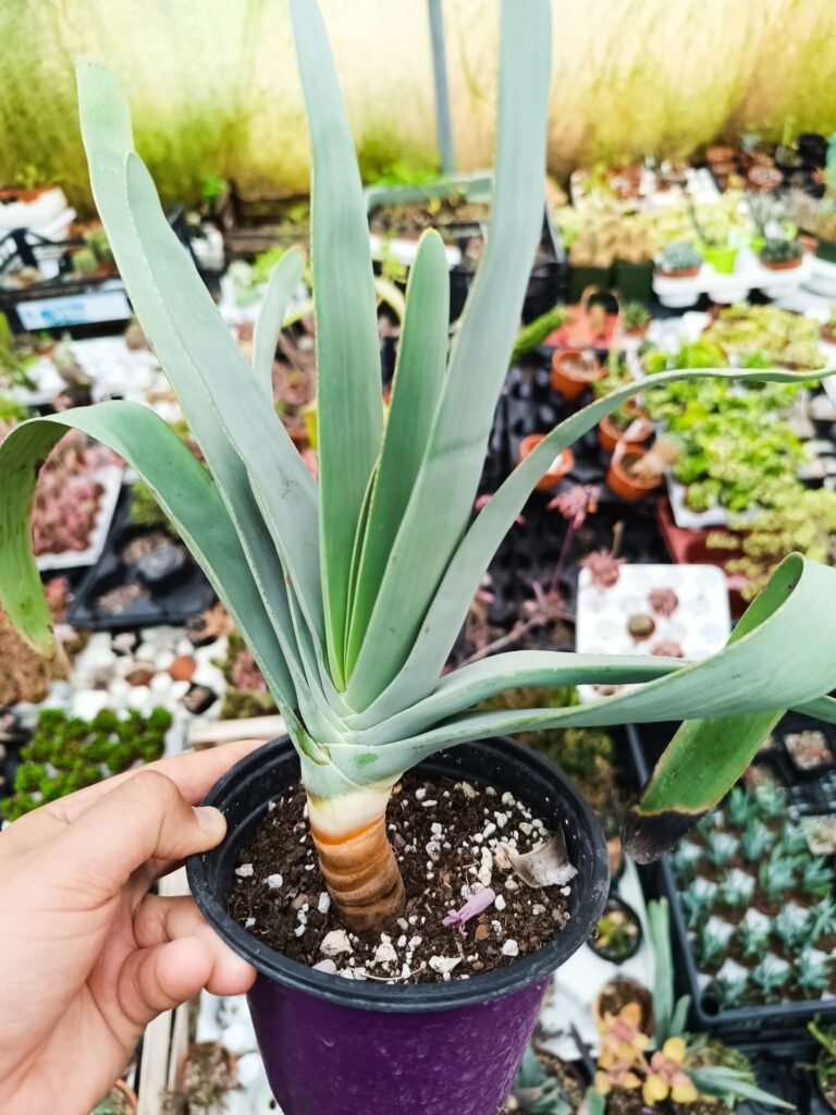 Aloe Plicatilis