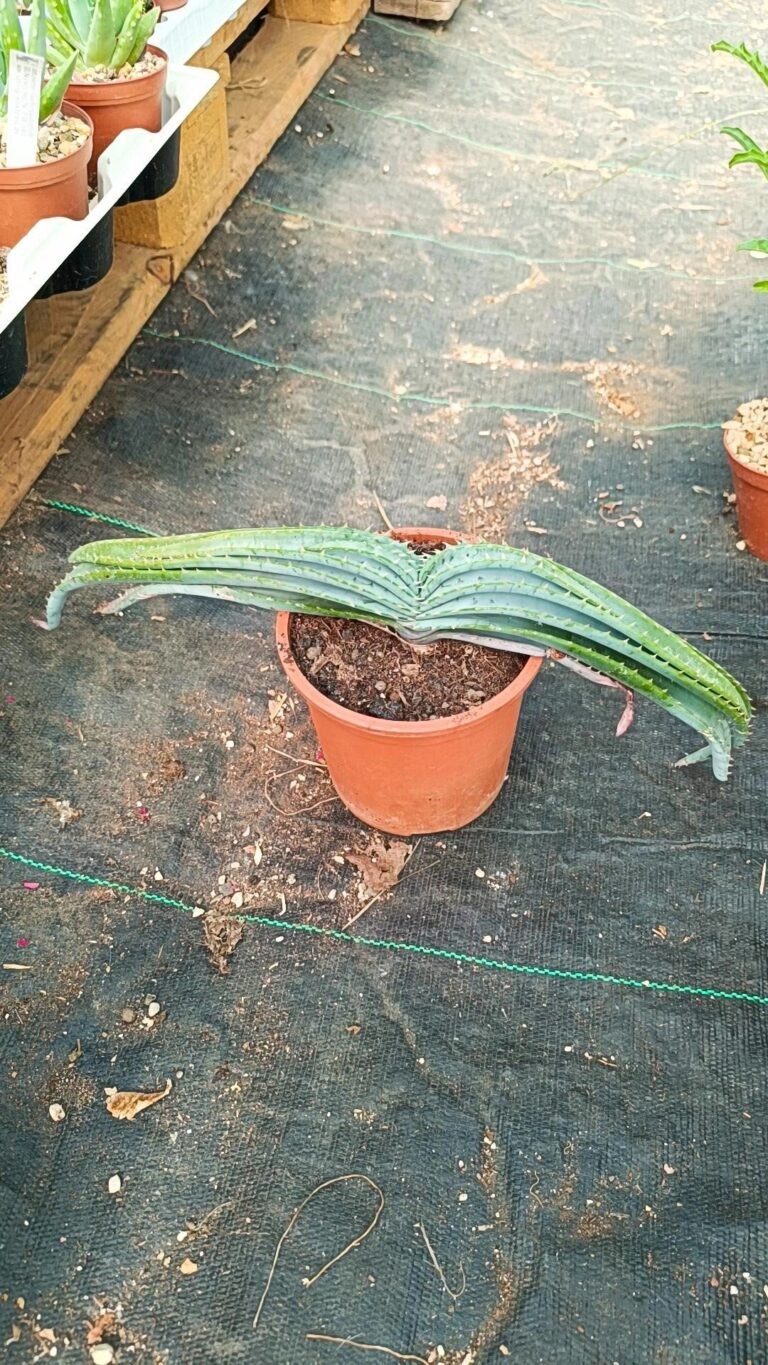 Aloe Suprafoliata