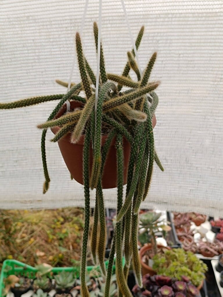Aporocactus Flagelliformis o coda di topo