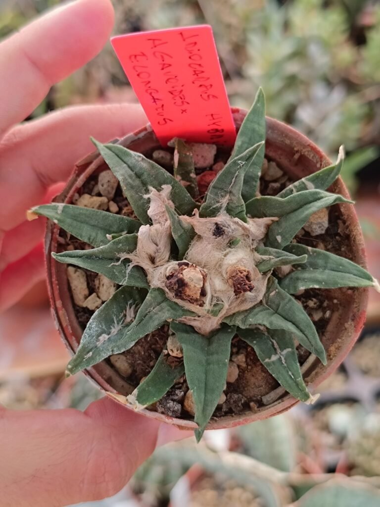 Ariocarpus Hybrid agavoides x elongatus