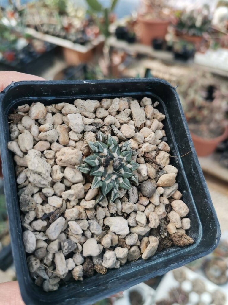 Ariocarpus Kotschoubeyanus