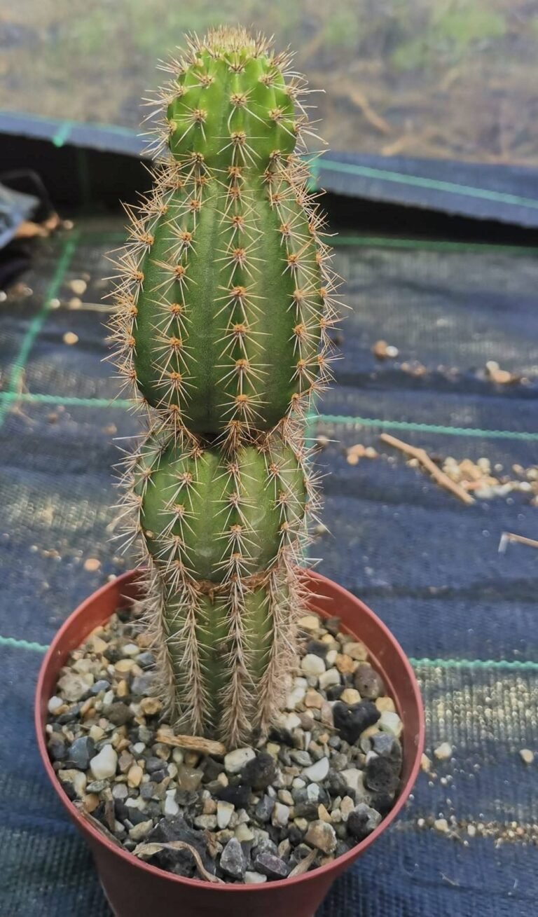 Armatocereus Matucanensis
