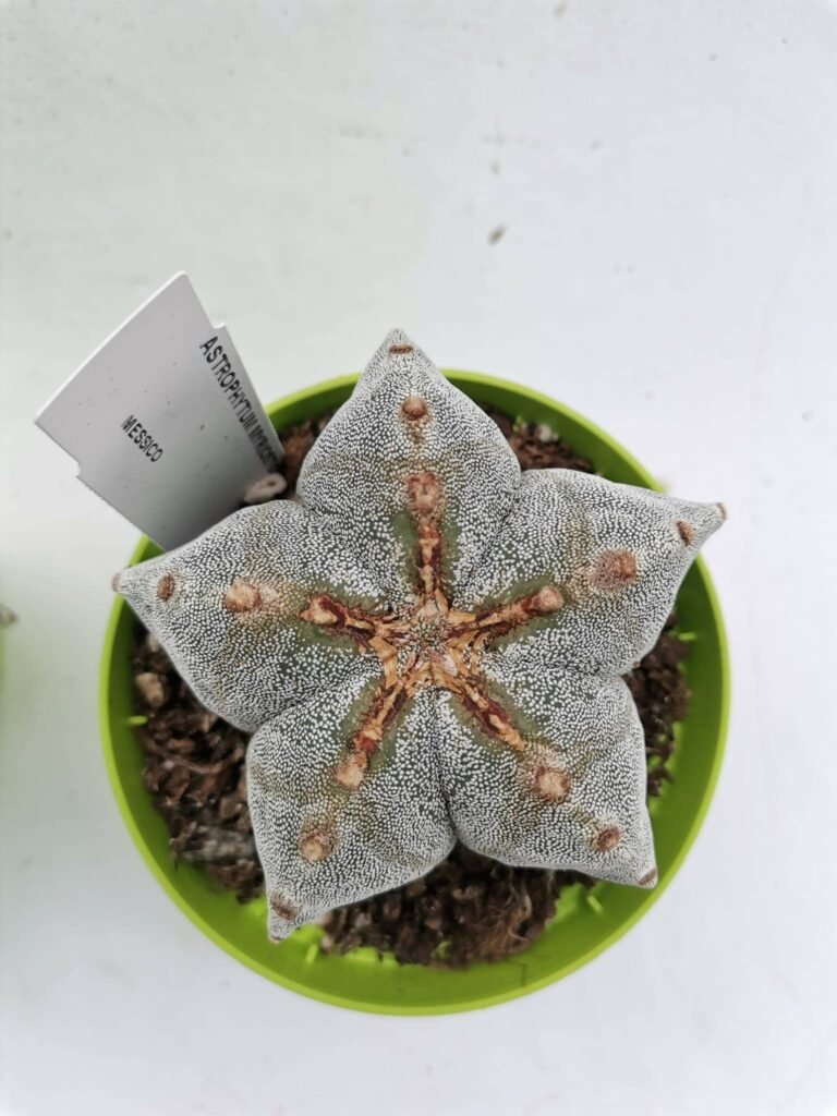 Astrophytum Myriostigma hybrid Pentacostatum