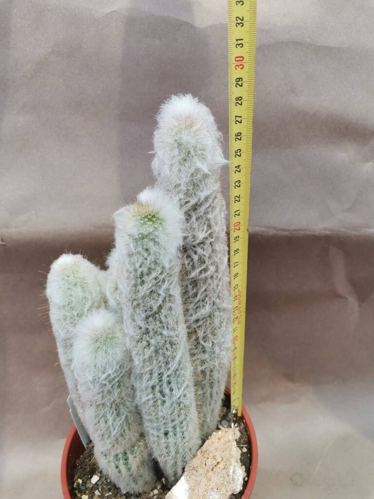 Austrocephalocereus Dybowskii accestiti