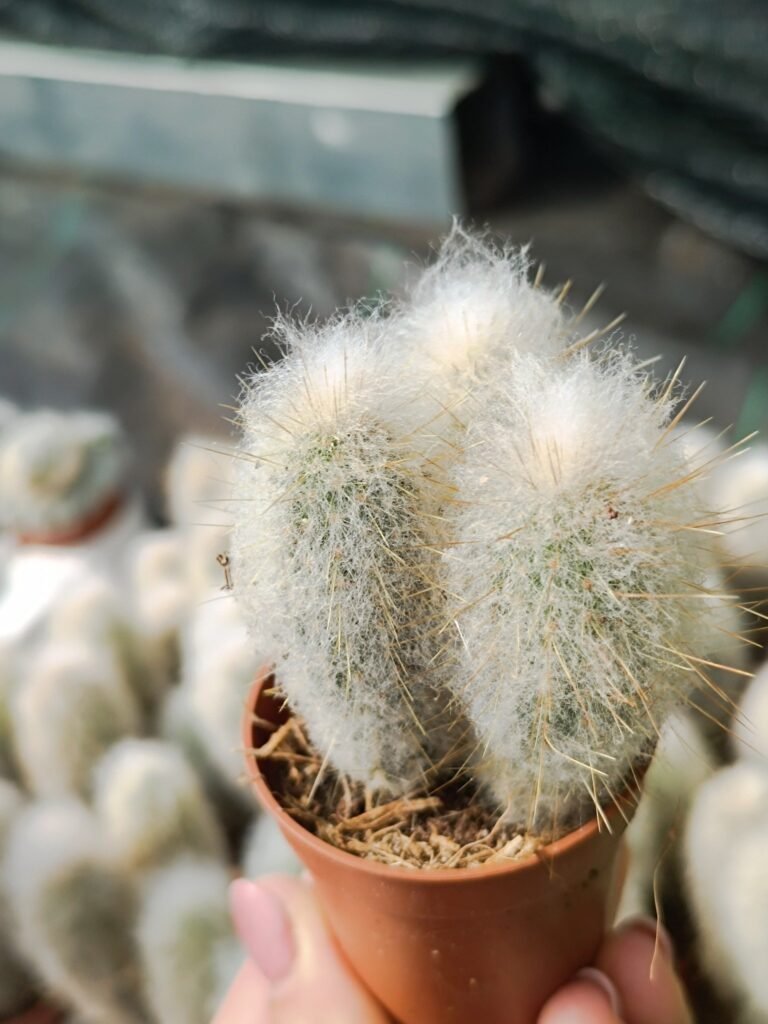 Austrocephalocereus Dybowskii accestiti