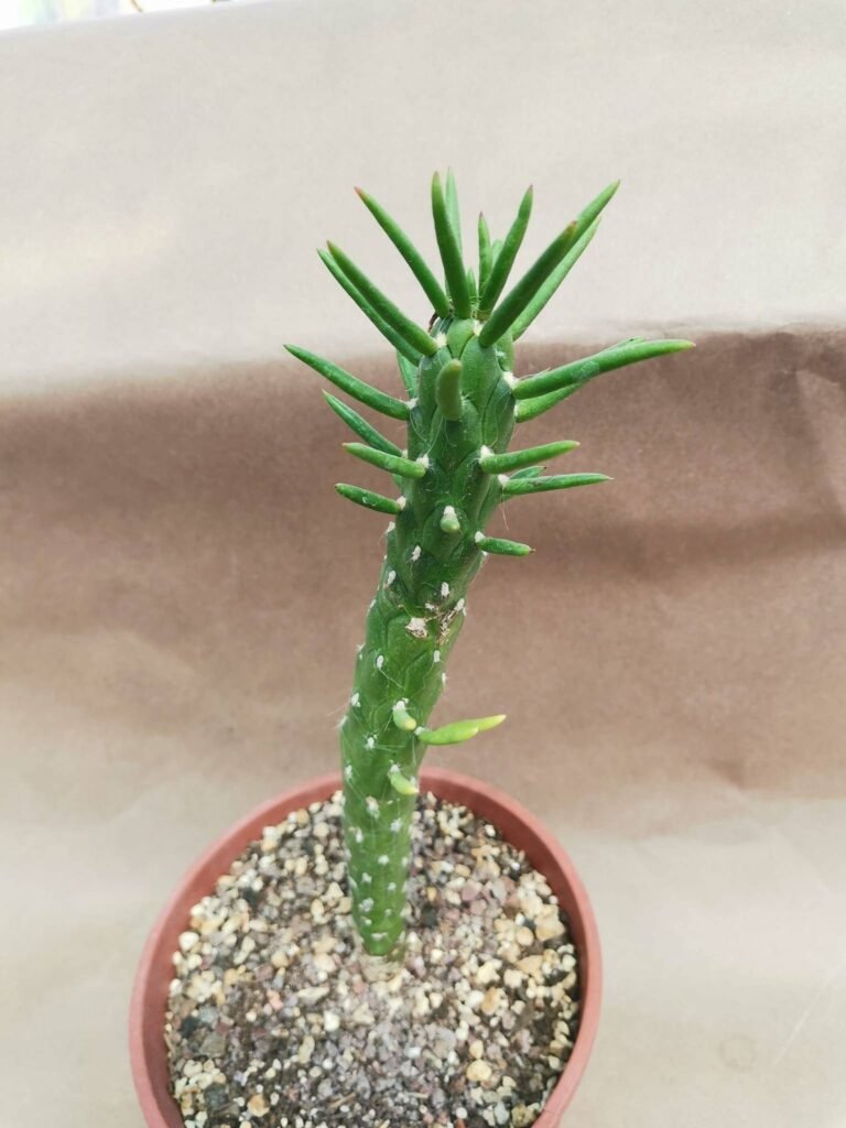 Opuntia Subulata