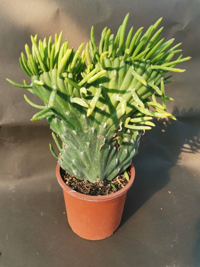 Austrocylindropuntia Subulata Crestata