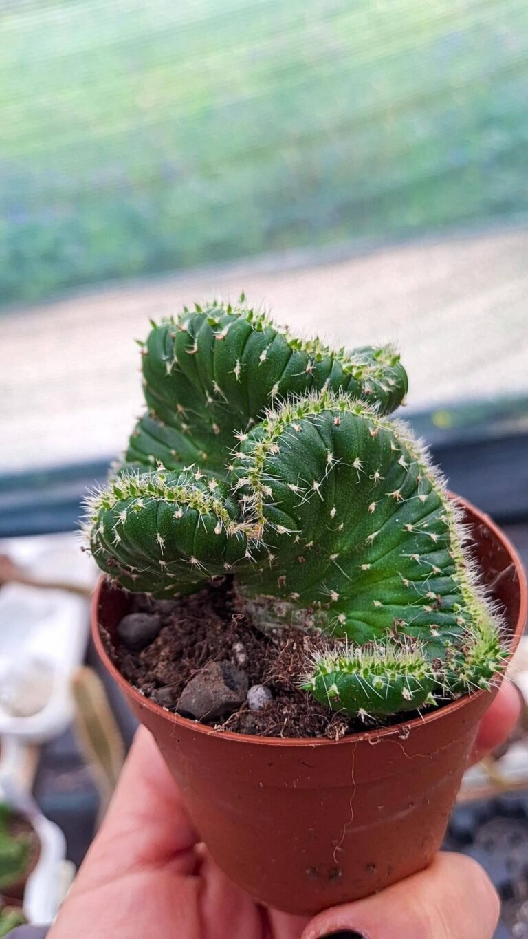 Austrocylindropuntia Weingarthiana Crestata