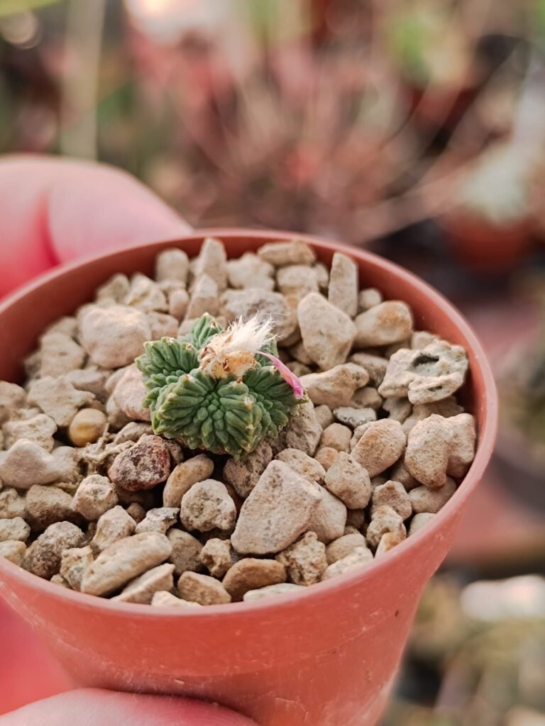 Aztekium Ritteri