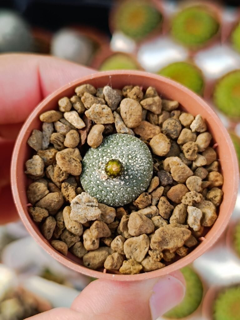 Blossfeldia Liliputana