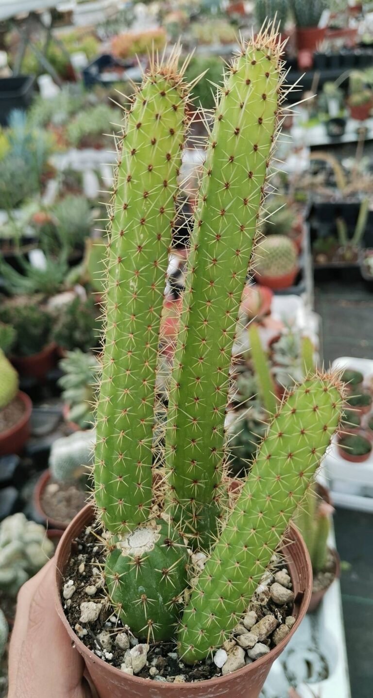 Borzicactus Samaipatanus