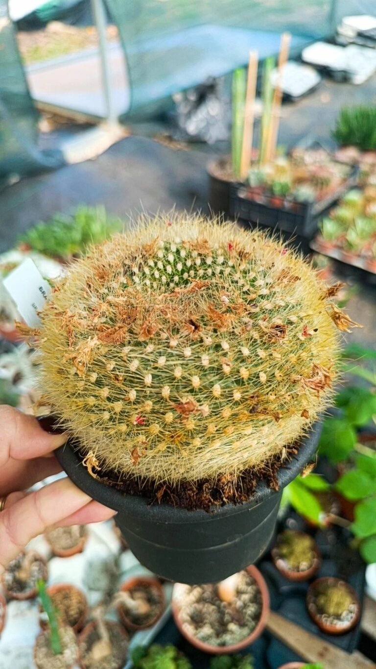 Brasilicactus Haselbergii