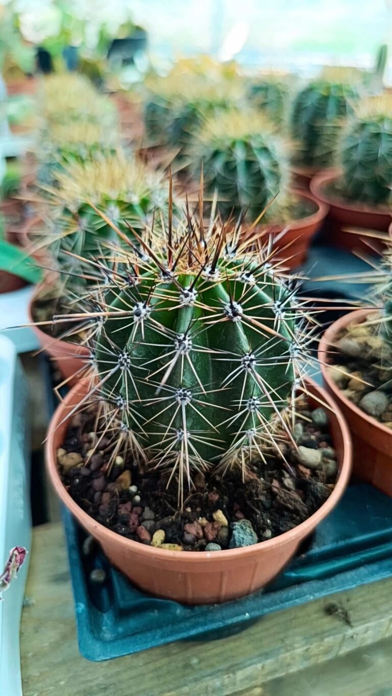 Carnegiea Gigantea o pianta del Saguaro