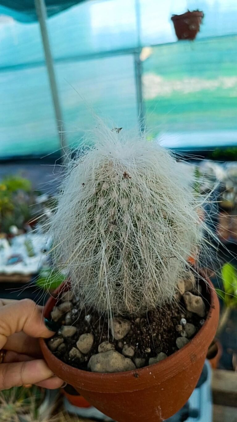 Cephalocereus Senilis o Testa di Vecchio