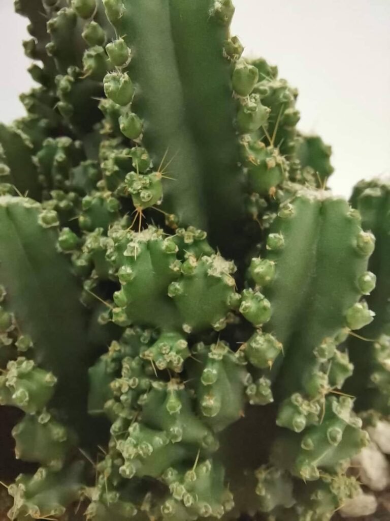 Cereus Florida f. Inermis