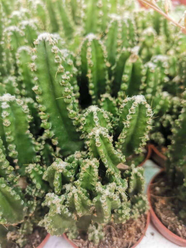 Cereus Florida f. Inermis