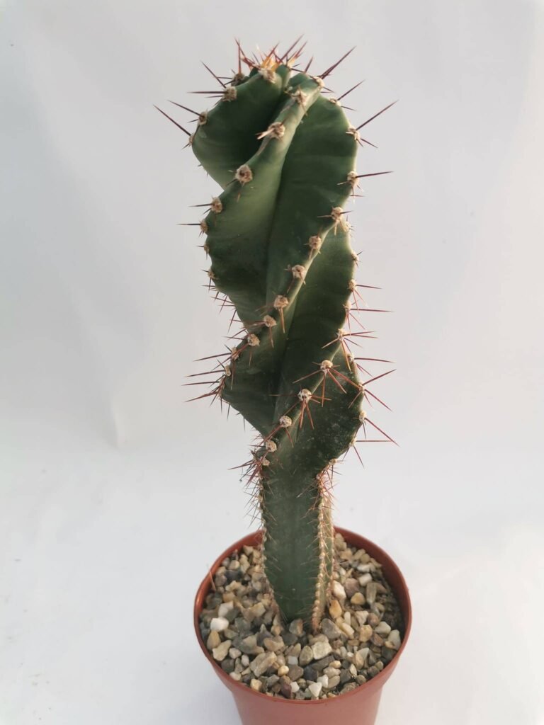 Cereus Forbesii Spiralis v. Tortuosus