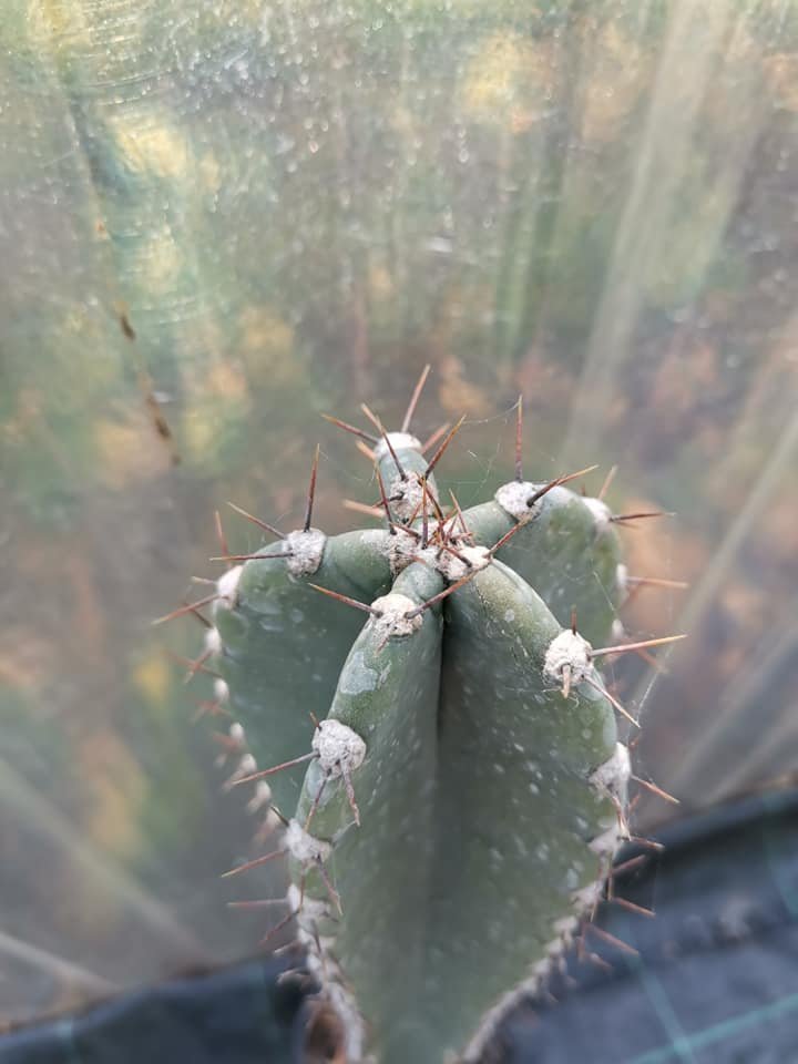 Cereus Forbesii