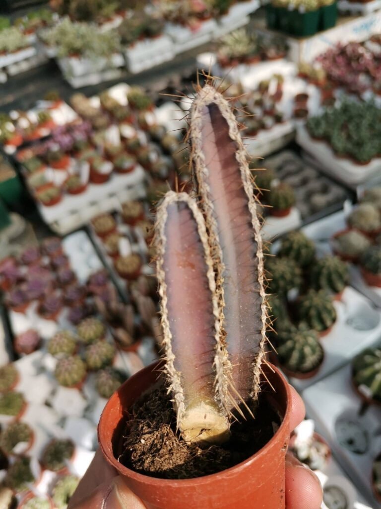 Cereus Forbesii