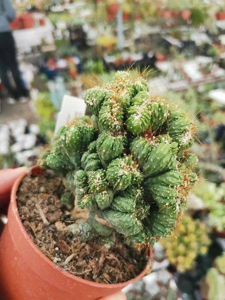 Cereus Forbesii Mostruoso Crestato