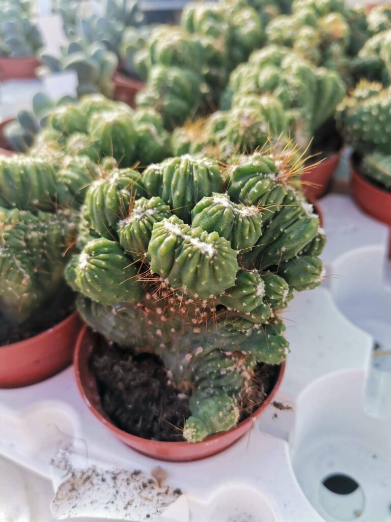 Cereus Forbesii Mostruoso Crestato