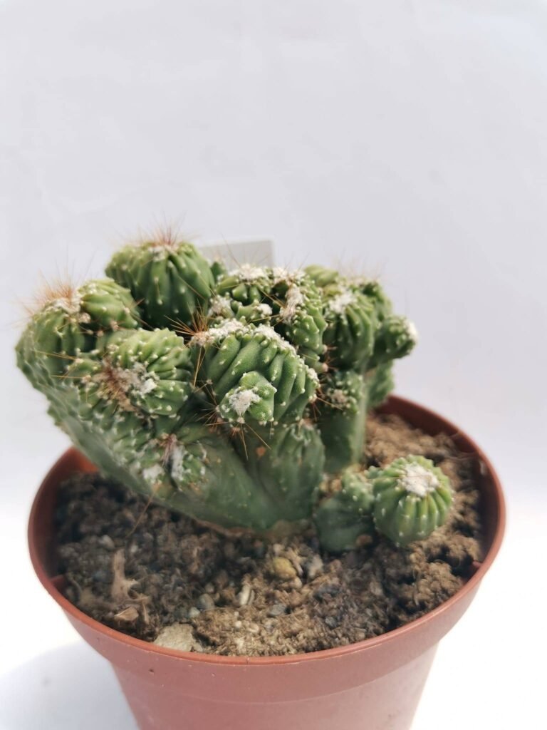 Cereus Forbesii Mostruoso Crestato