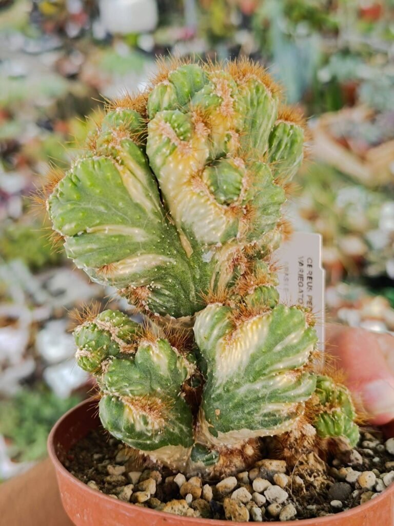 Cereus Peruvianus Mostruoso Crestato Variegata