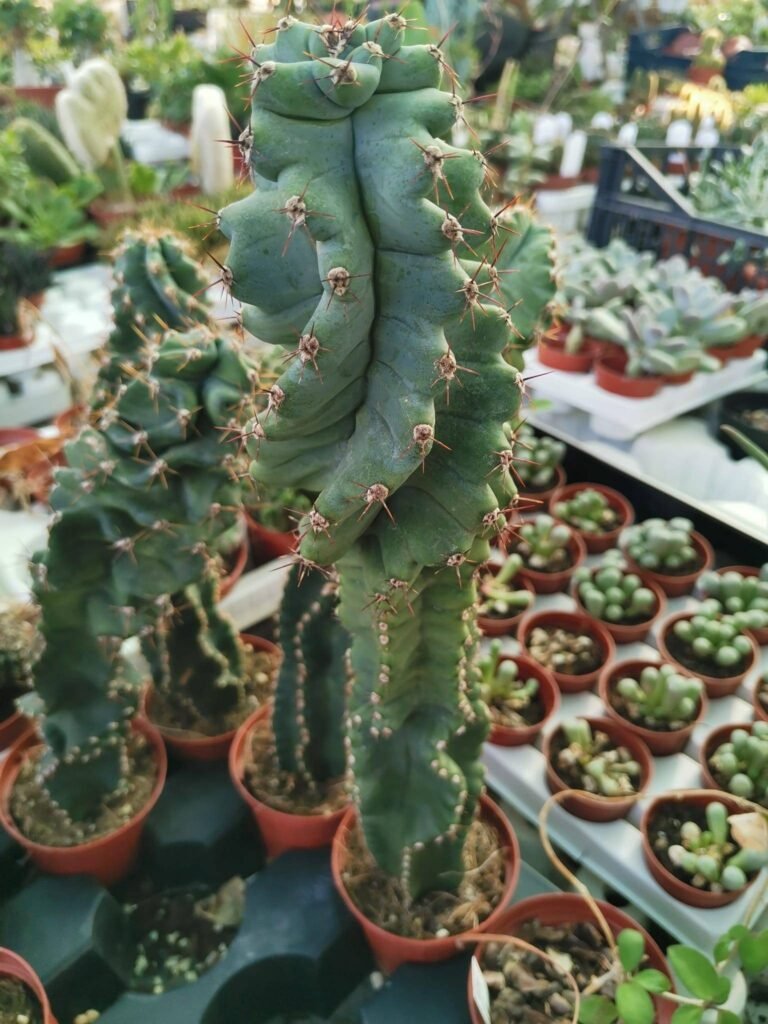 Cereus Forbesii Spiralis