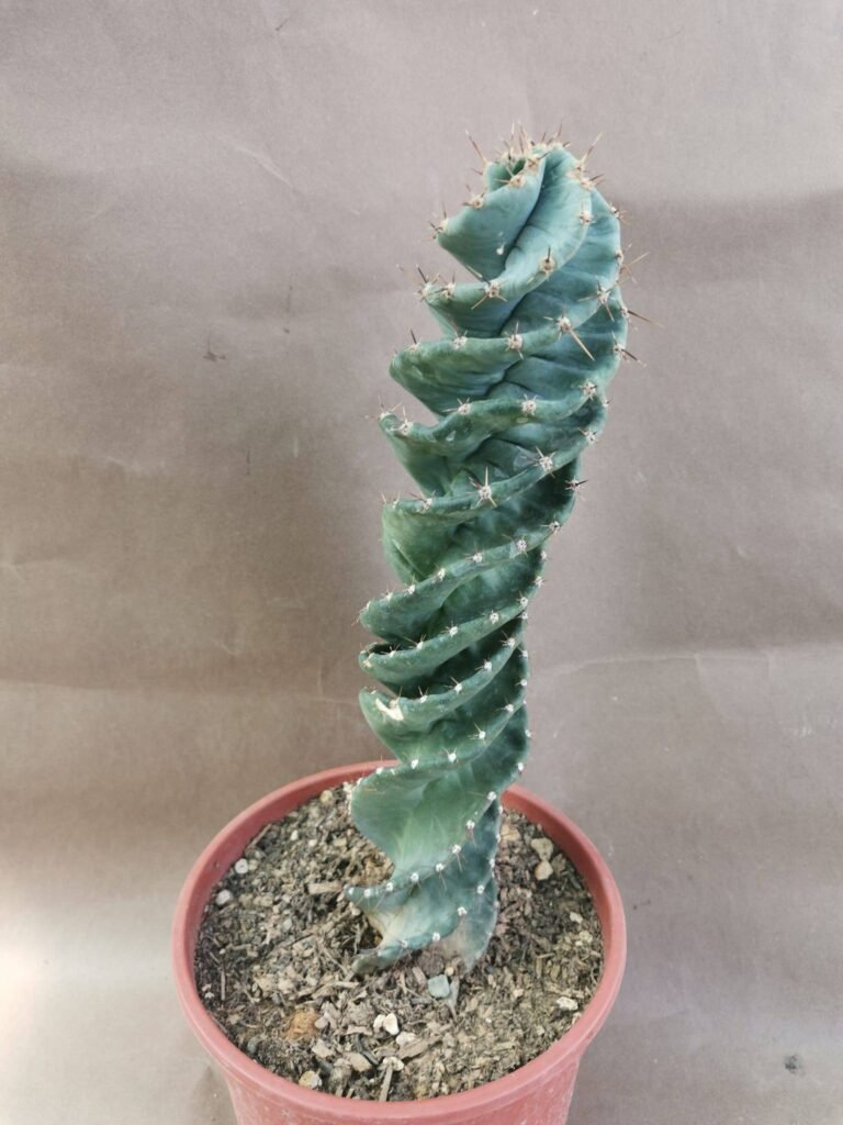 Cereus Forbesii Spiralis