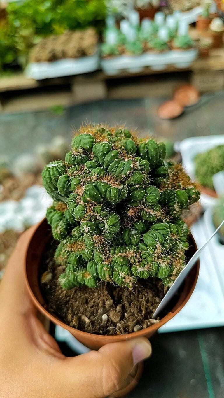 Cereus Peruvianus Mostruoso Crestato