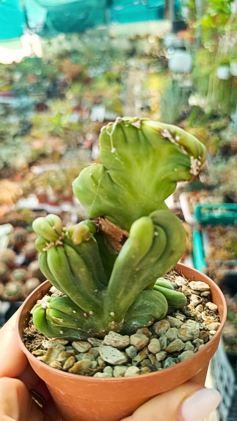 Cereus peruvianus mostruoso crestato inermis f coral