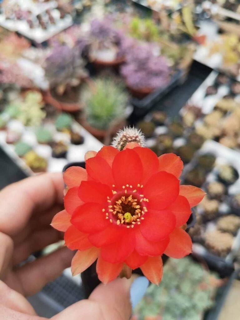 Chamaelobivia hybrid Fiore Rosso