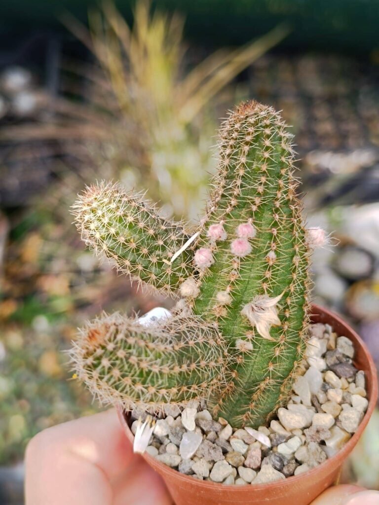 Chamaecereus fiore arancio