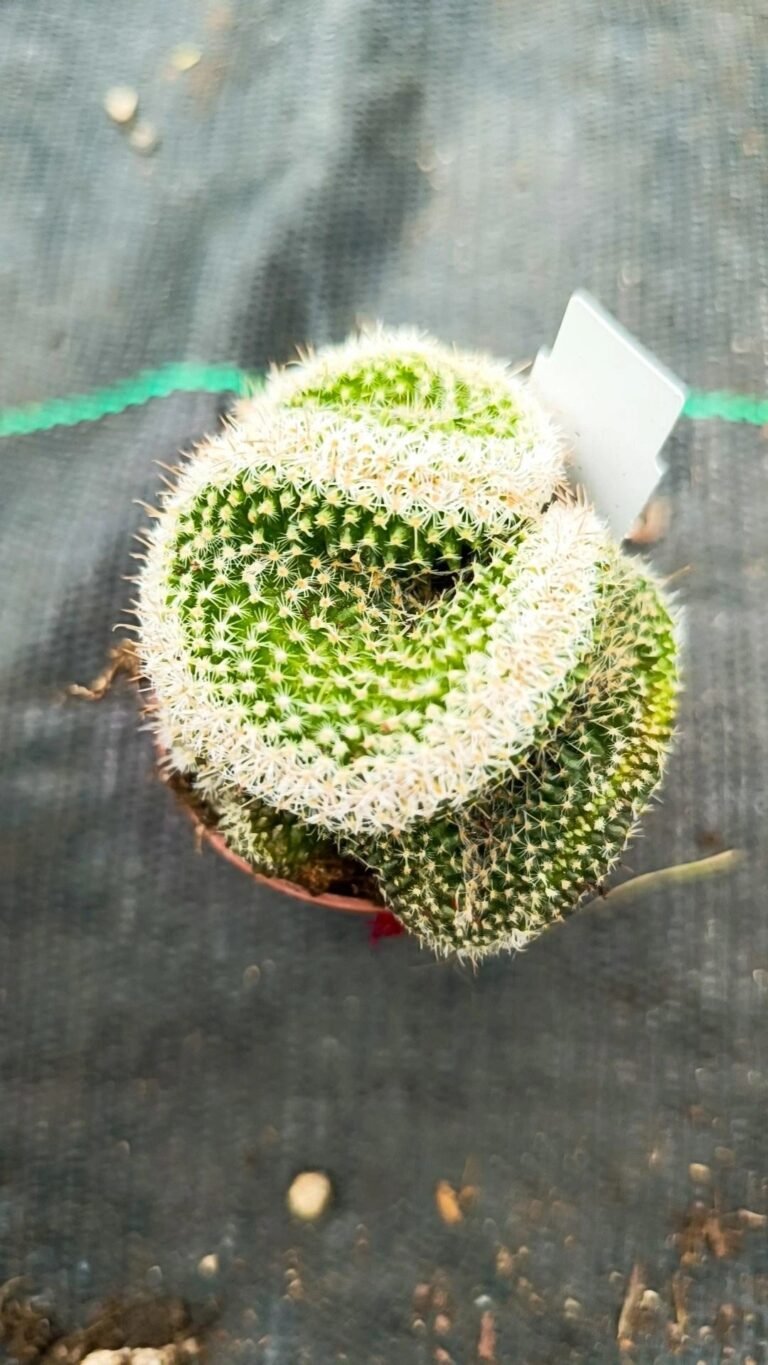 Chamaecereus Silvestrii Crestata