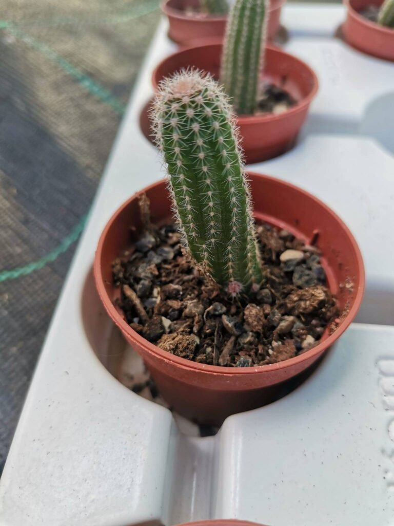 Chamaecereus Silvestrii hybrid cv Westfield Alba