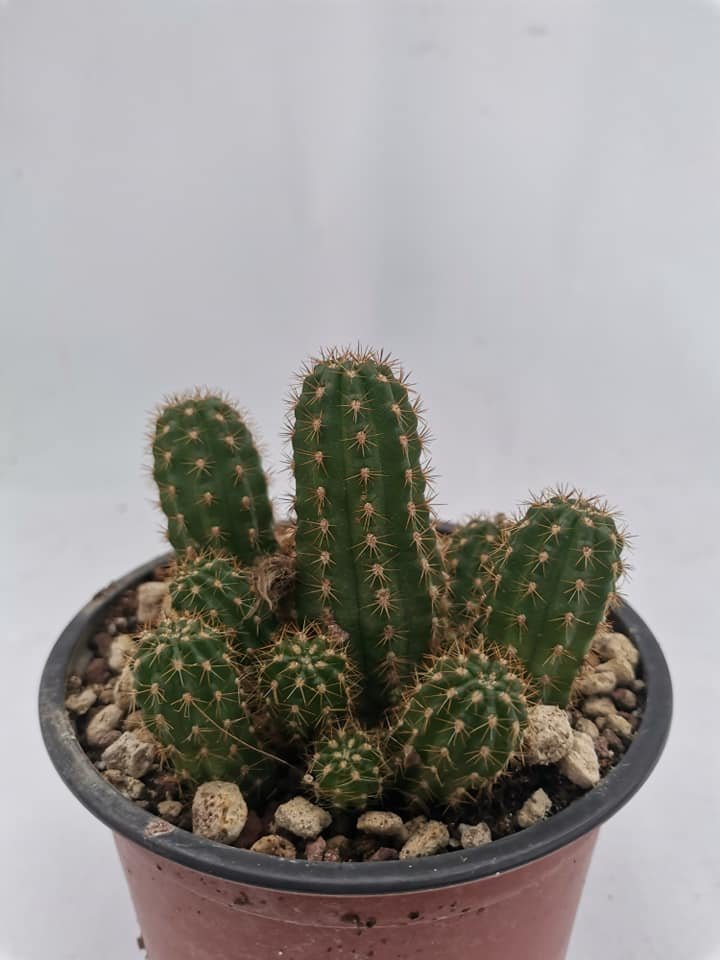 Chamaecereus Silvestrii hybrid cv Ubink