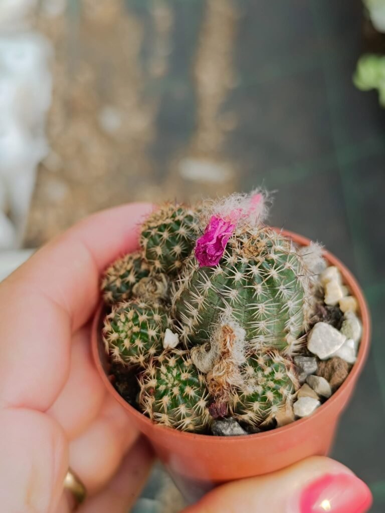 Chamaelobivia CV magenta