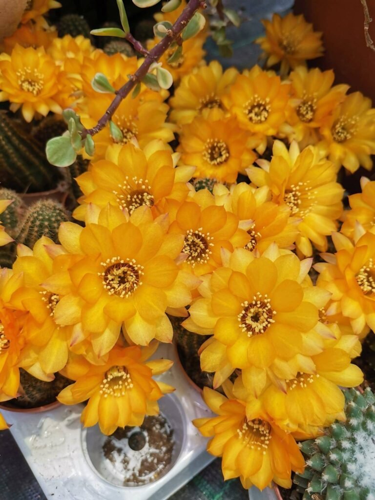 Chamaelobivia Hybrid fiori arancio